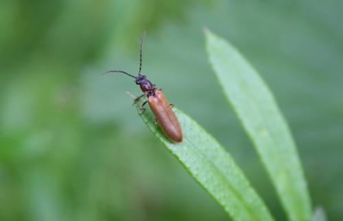 Réf. 257 486 : Denticollis linearis
